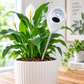 ⏳50% de desconto por tempo limitado⏰Medidor profissional de humidade do solo para plantas de interior e exterior🌱💦