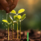 🌱 Barras de fertilizante de longa duração – NPK equilibrado para raízes, folhas e flores!  🌿✨