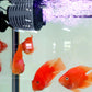 🥳PROMOÇÃO DE 2026🥳💞Mais de 50 mil unidades vendidas!🐠🌊 50% de desconto! Mini gerador de ondas para aquários – circulação silenciosa a 360°, motor de baixo consumo energético. Peixes e plantas mais saudáveis. Um «encantador de recifes»! 🌟💧