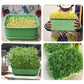 🌱 Stackable Bean Sprout Grower Box with Lid
